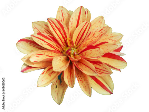orange tiger lily flower isolated