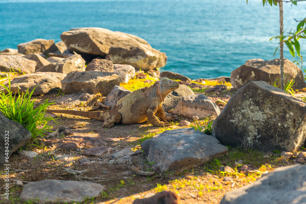 Land Iguana, Galapagos Islands, Ecuador Land Iguana, Galapagos Islands, Ecuador