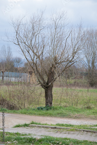 fiori di primavera