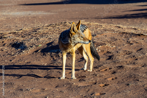 Namib Desert, Namibia - Black-backed jackal - Namibia Wildlife