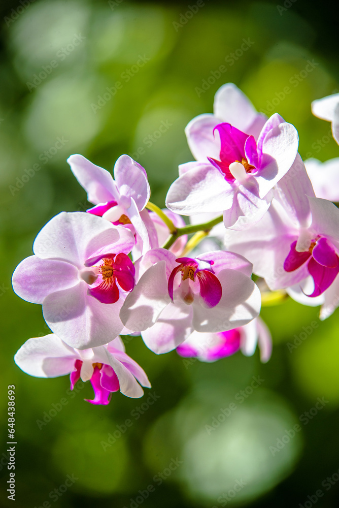 Fototapeta premium Branch of a white orchid on a green natural background 