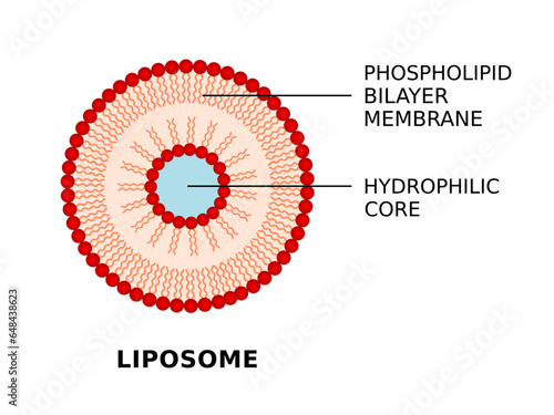 Liposome structure. Phospholipid bilayer membrane and hydrophilic core. Spherical vesicles deliver nutrients to cell. Useful drug delivery system. Liposome medical infographic. Vector illustration.   photo