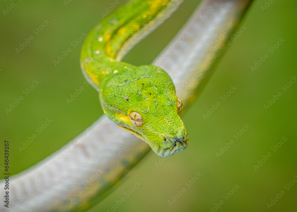 green snake on a branch green snake on a branch