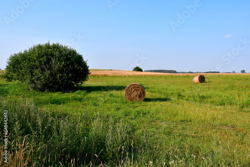A close up on several hay bales scattered all over a vast field  meadow or pastureland seen on a cloudless summer day on a Polish countryside during a hike