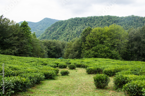 Plantation with tea bushes with lush green foliage among trees summer day and copy space in Matsest Sochi photo