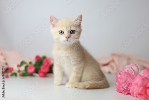 Wallpaper Mural British shorthair cream  yang cat. Kitten with pink flowers Torontodigital.ca