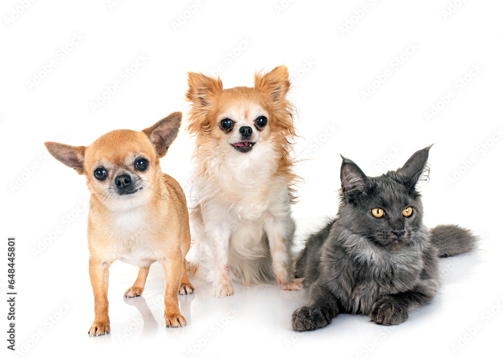 maine coon kitten and chihuahuas maine coon kitten and chihuahuas