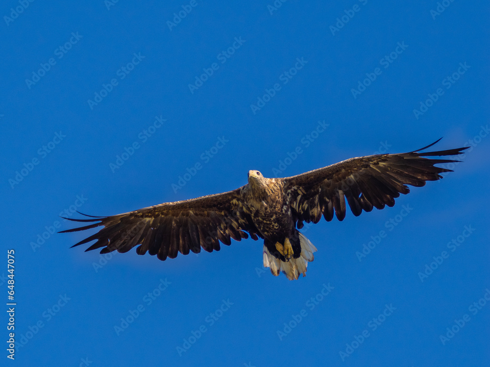 Fototapeta premium White-tailed eagle (Haliaeetus albicilla) also known as sea eagle fishing on the spectacular waters of the Trollfjord (Trollfjorden), Lofoten Islands, Nordland, Norway