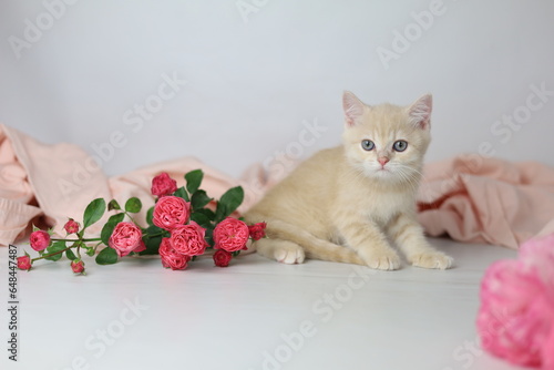 Wallpaper Mural British shorthair cream  yang cat. Kitten with pink flowers Torontodigital.ca