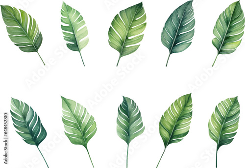 Set of tropical watercolor leaves isolated white background