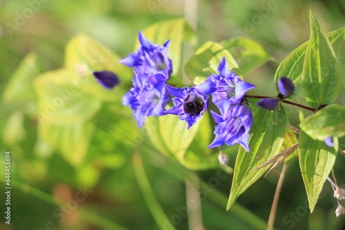 Fototapeta Naklejka Na Ścianę i Meble -  Blaue Blume