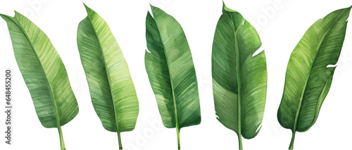 set of watercolor banana leaves on isolated white background, set tropical leaves, Tropical banana leaves set