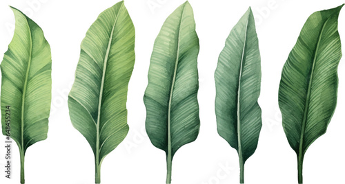 set of watercolor banana leaves on isolated white background, set tropical leaves, Tropical banana leaves set