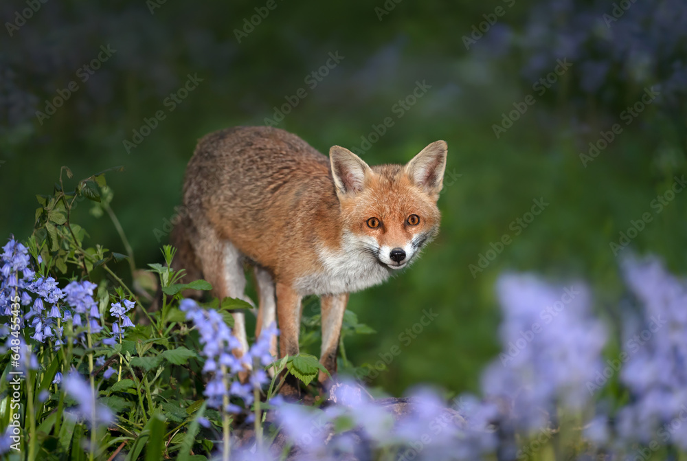Fototapeta premium Red fox amongst bluebells in spring