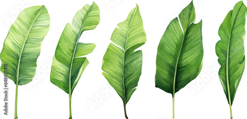 set of watercolor banana leaves on isolated white background, set tropical leaves, Tropical banana leaves set
