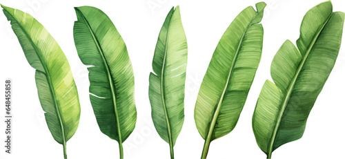 set of watercolor banana leaves on isolated white background, set tropical leaves, Tropical banana leaves set