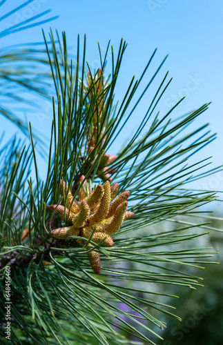 Young cones on a pine tree among needle-like leaves in a botanical garden in spring, Ukraine photo