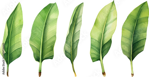 set of watercolor banana leaves on isolated white background, set tropical leaves, Tropical banana leaves set