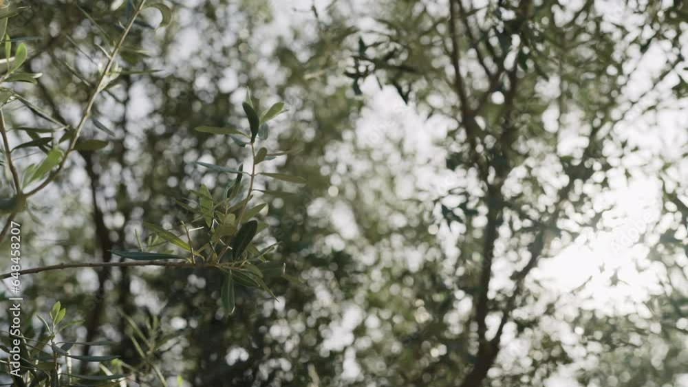 Slow motion closeup shot of green olives leaves in spring Slow motion closeup shot of green olives leaves in spring