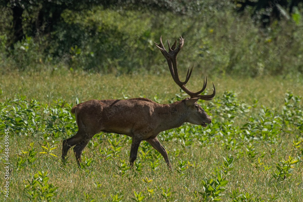 Red deer with big antlers in mating season Red deer with big antlers in mating season