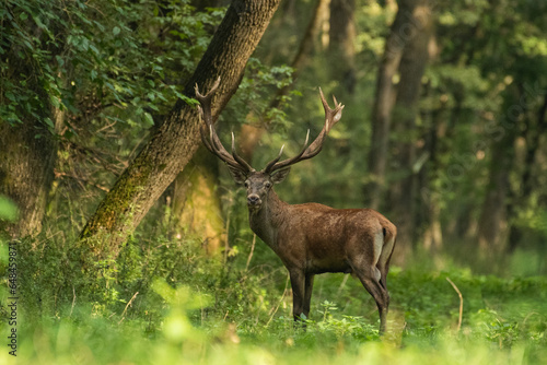 Red deer with big antlers in mating season