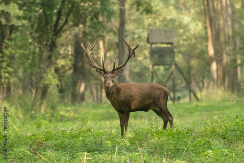Fototapeta Naklejka Na Ścianę i Meble -  Red deer with big antlers in mating season