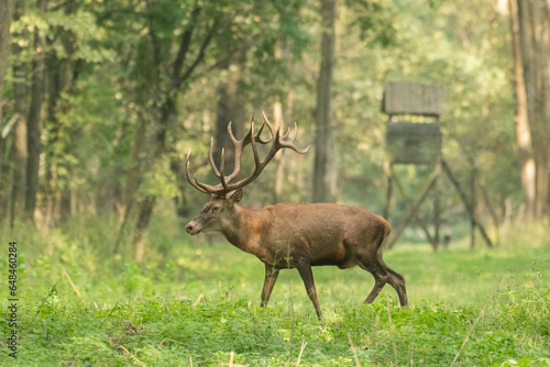 Red deer with big antlers in mating season