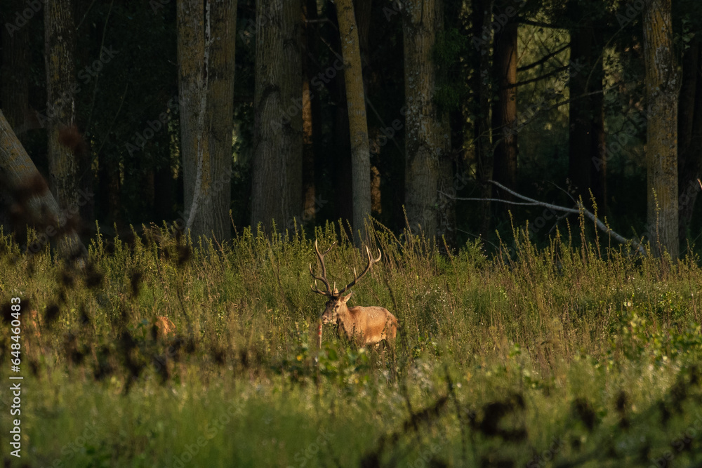 Red deer with big antlers in mating season