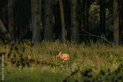 Red deer with big antlers in mating season © predrag1