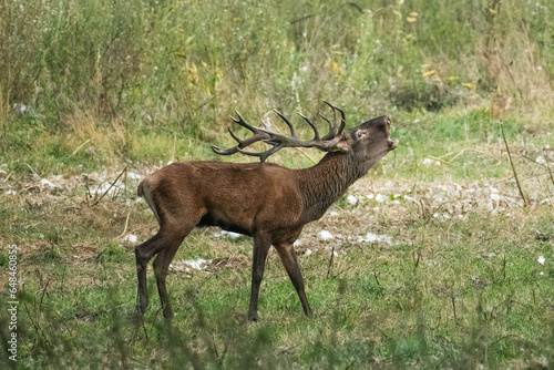 Red deer with big antlers in mating season