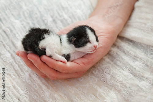 Adopt cat concept. Small kitten sleeps on human hand, closeup photo