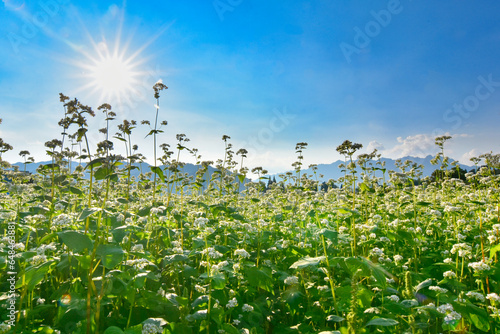 秋空と蕎麦の花