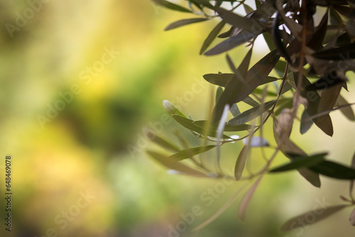 Olive tree image. Green nature background. 