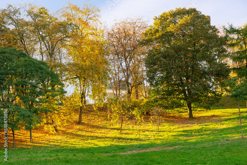 Fototapeta Naklejka Na Ścianę i Meble -  Autumn trees of public park in sunny day, sun ray shines through tree branches with yellow and green leaves. Fall season, nature landscape, warm sunny weather outside.