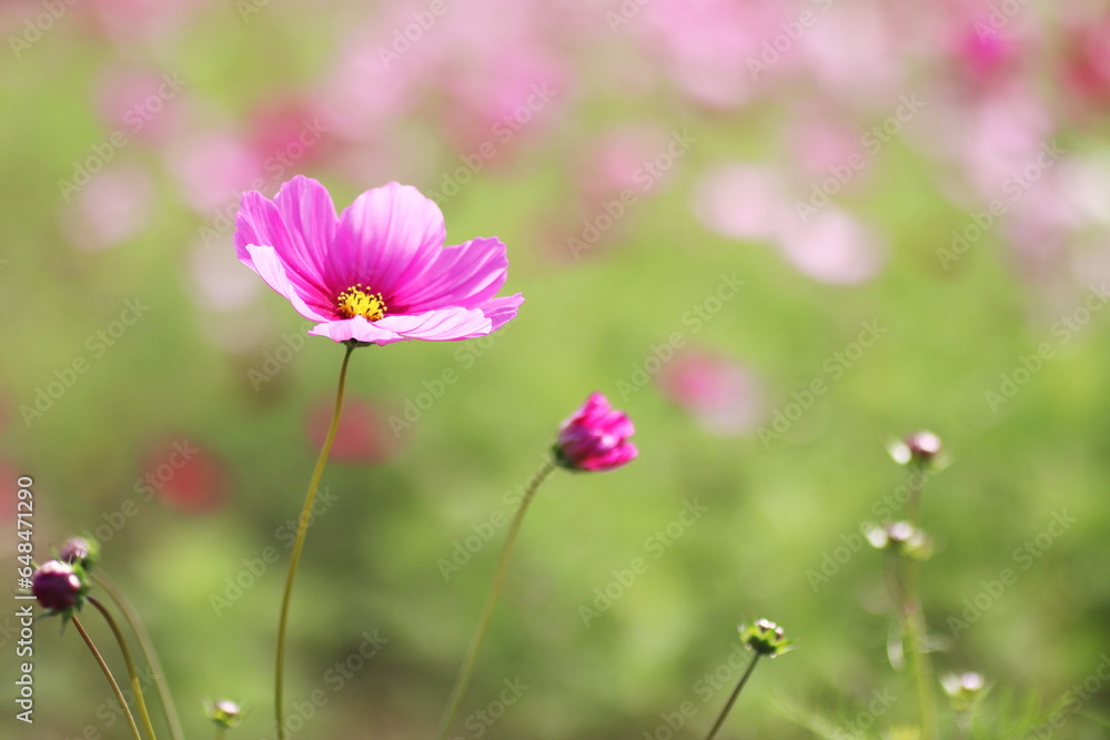 ピンクのコスモスの花