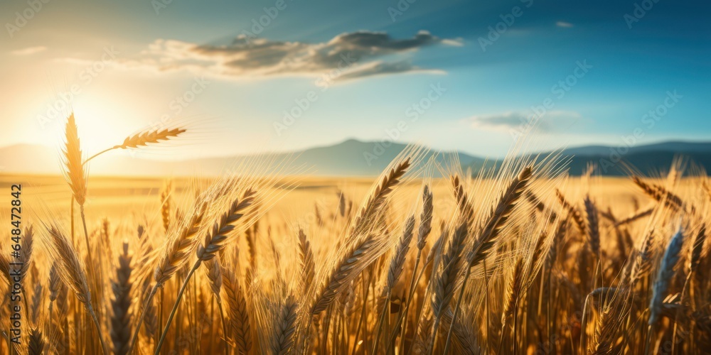 Beautiful Golden Wheat Field Landscape