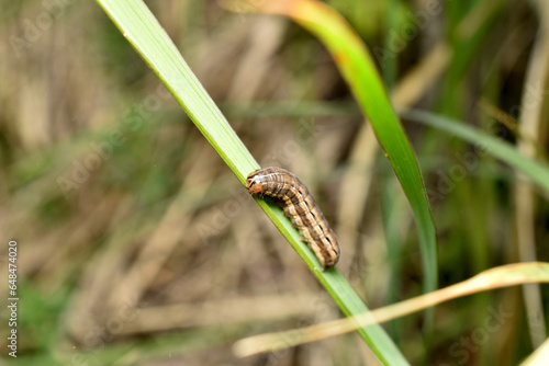 Euxoa auxiliaris butterfly caterpillar crawling on the grass photo