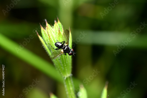 A small Phania fly sits on green grass.