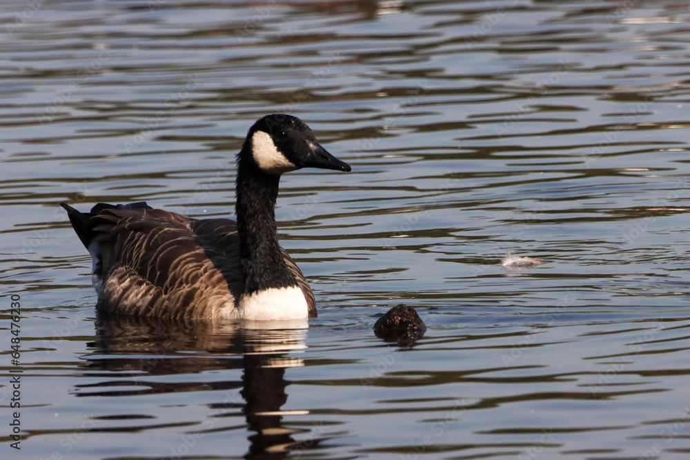 A beautiful animal portrait of a Canadian Goose on a lake A beautiful animal portrait of a Canadian Goose on a lake
