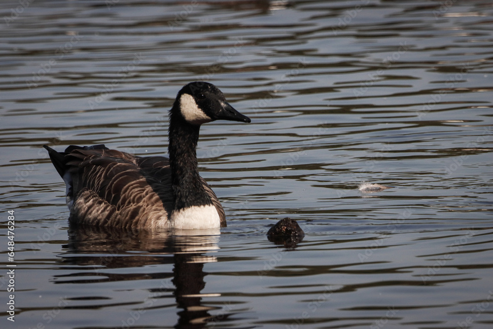 A beautiful animal portrait of a Canadian Goose on a lake A beautiful animal portrait of a Canadian Goose on a lake