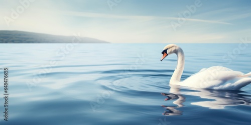 Swan Beauty Adrift in the Deep Blue Waters