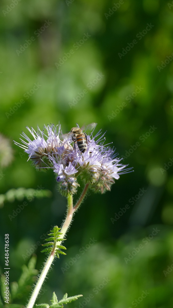 Bee collecting nectar of a Phacelia
Bee collecting nectar of a Phacelia