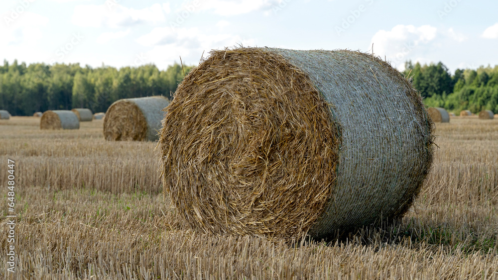 hay circles on the field during the seasonal harvest