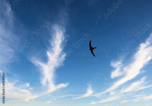 A swift flies in an English summer sky