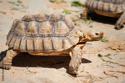 Desert tortoise in close-up. Wild animals in an enclosure. Turtle shell.