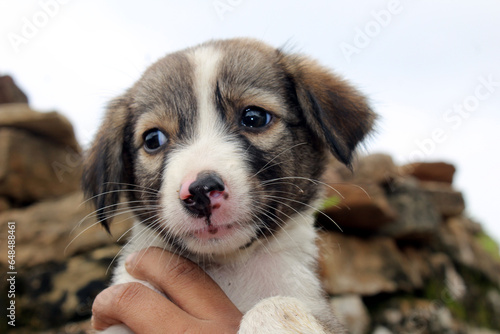 a cute puppy