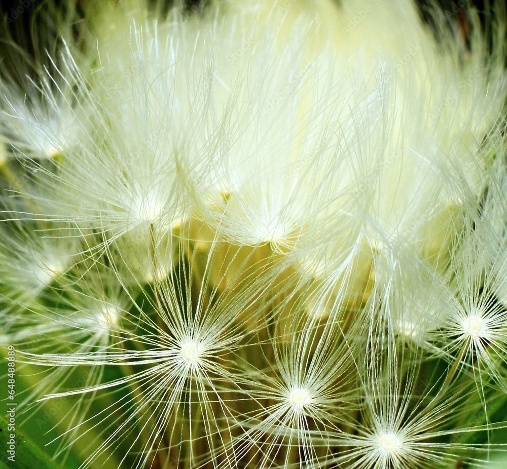 Naklejka premium dandelion petals floating in the wind no people stock photo