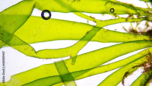 Obraz na plátně Ulva compressa, marine green algae that is distributed along the coasts of the world
