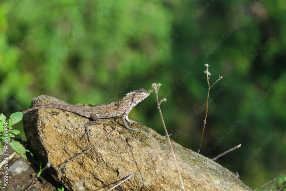 Fotografie wild lizard in rock and green background