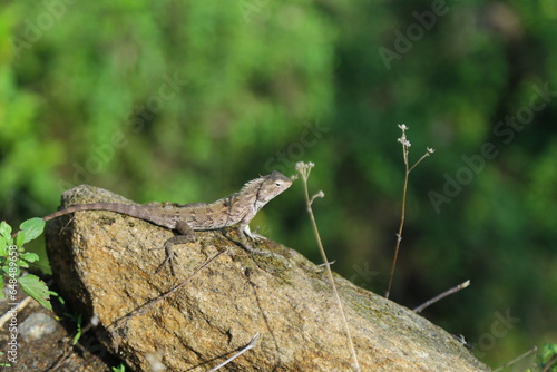 Konstfotografi wild lizard in rock and green background